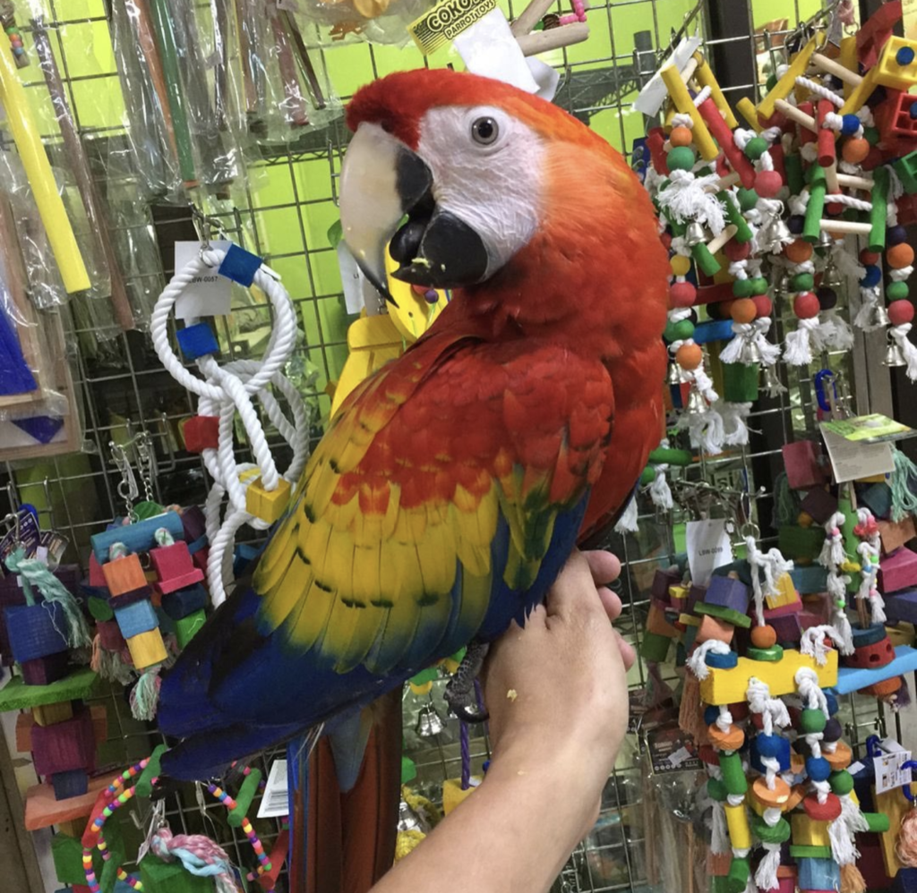Hand Raised Macaws For Sale