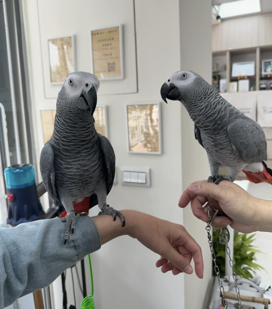 african grey parrot for sale near me
