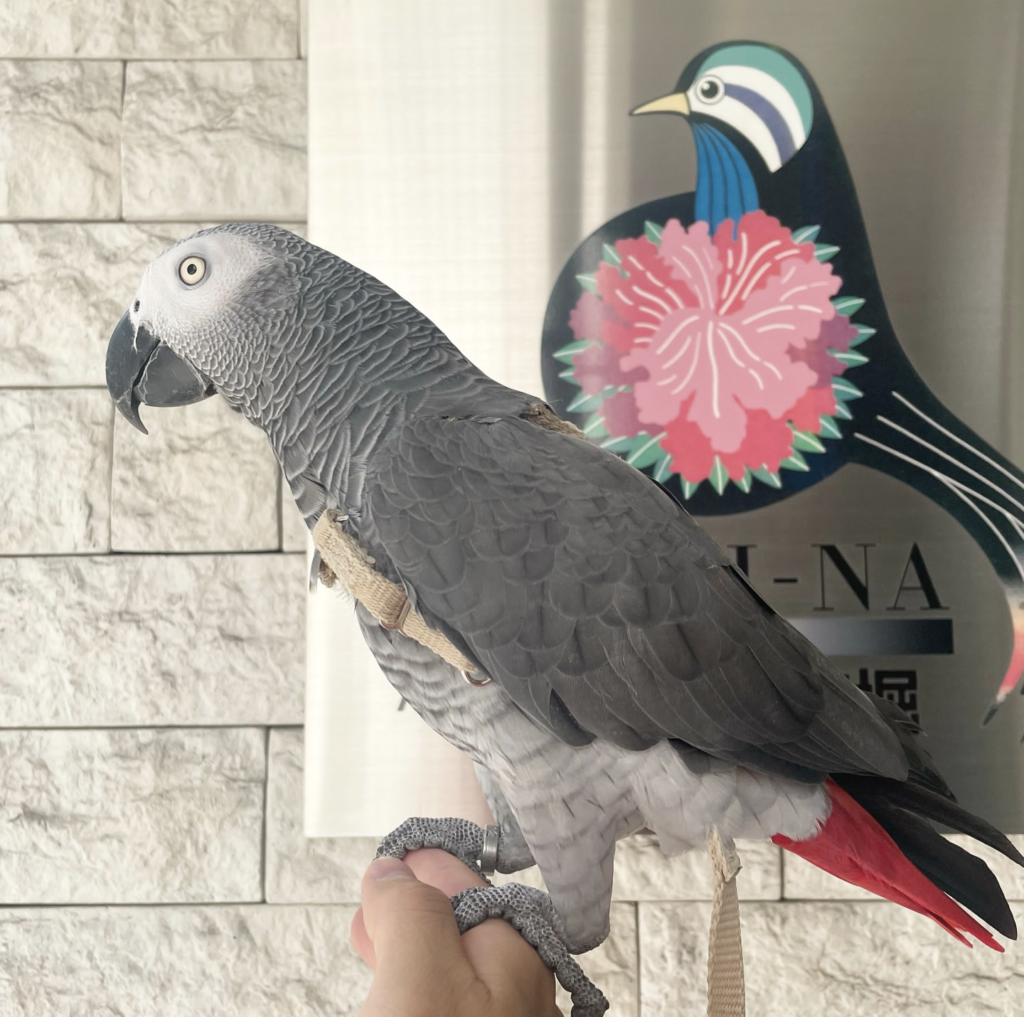 hand raised african grey parrots for sale