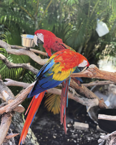 Hand Raised Macaw Parrots For Sale