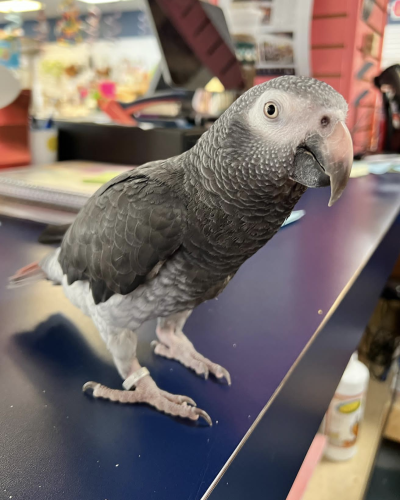 baby african grey for sale