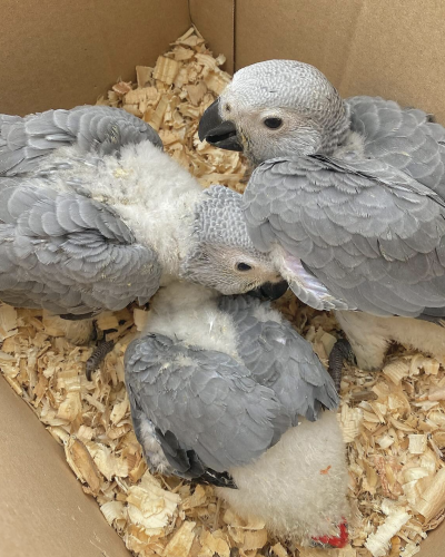 baby african grey parrots for sale