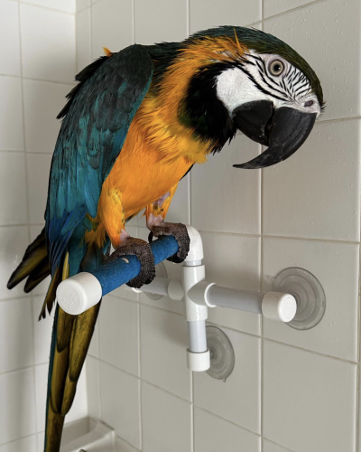 blue and gold macaw parrots for sale