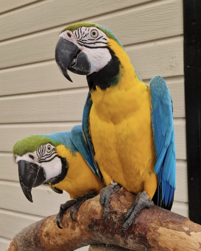 blue and yellow macaw parrot for sale