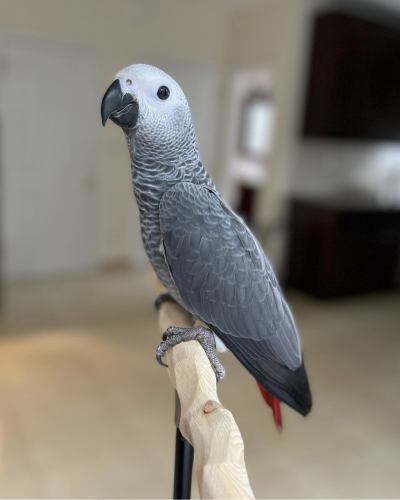 hand raised african grey parrot for sale